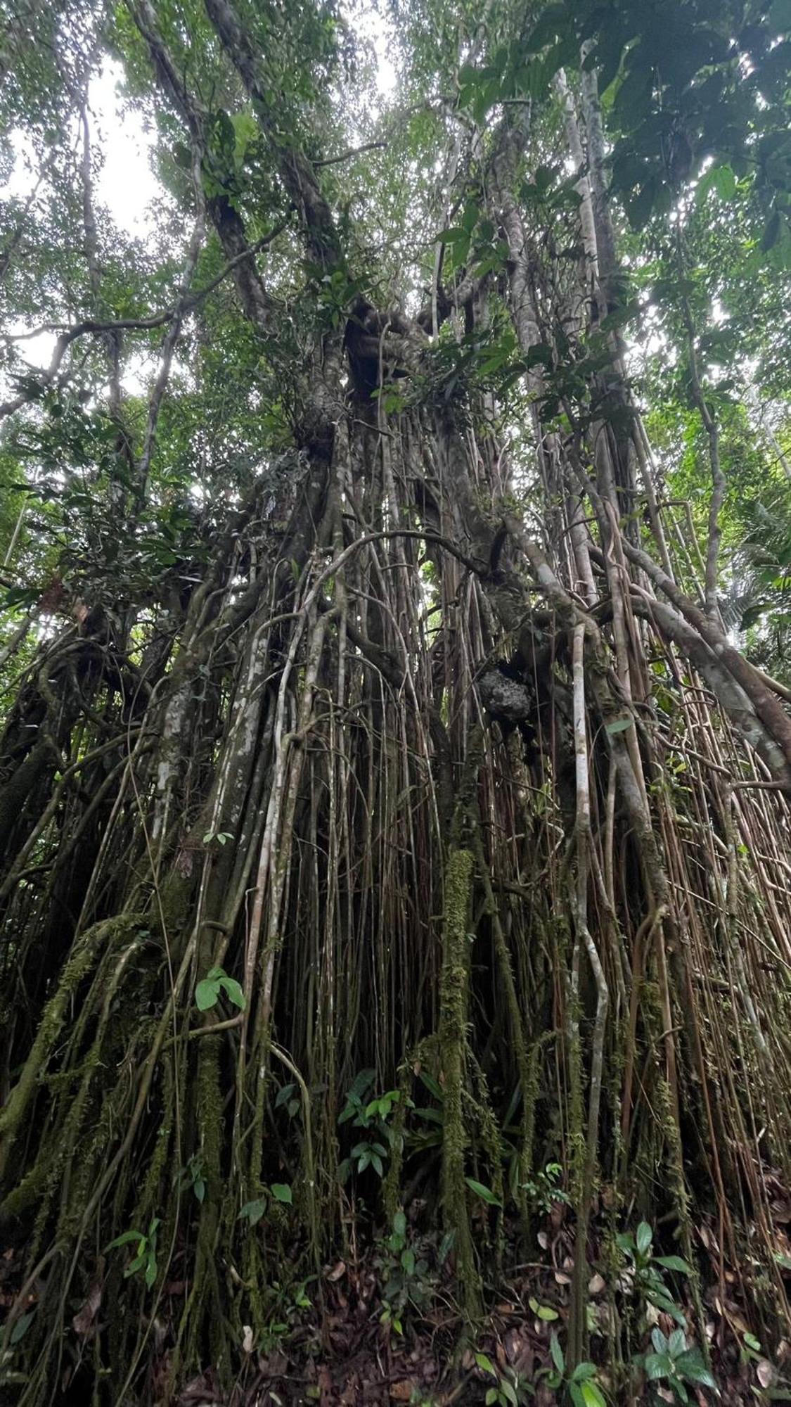 Hostal Buho Amazonas Tours Leticia Zewnętrze zdjęcie